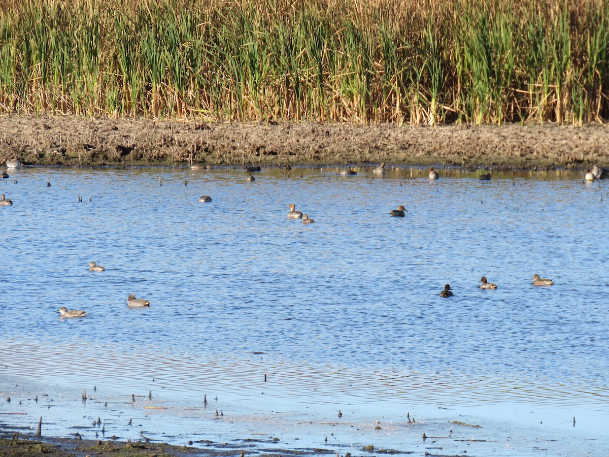 Zertzeta arrunta - ML644655469