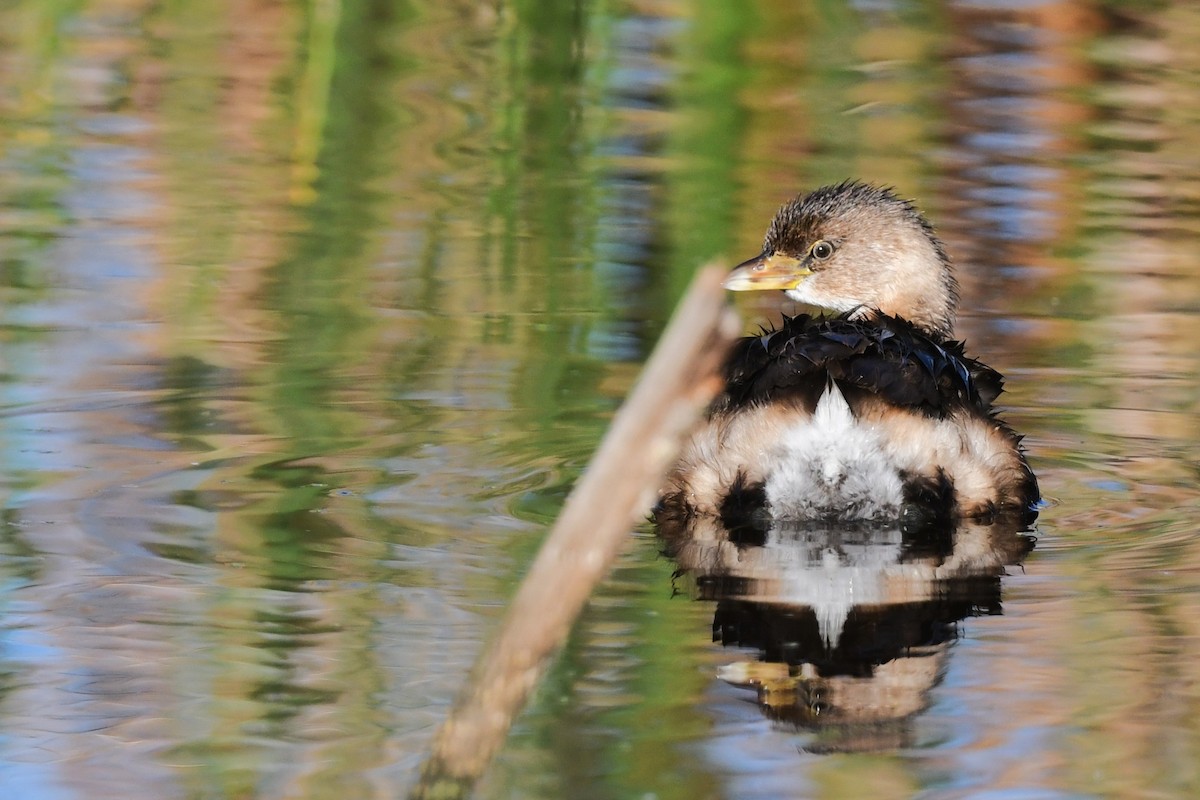 Pied-billed Grebe - ML644655471
