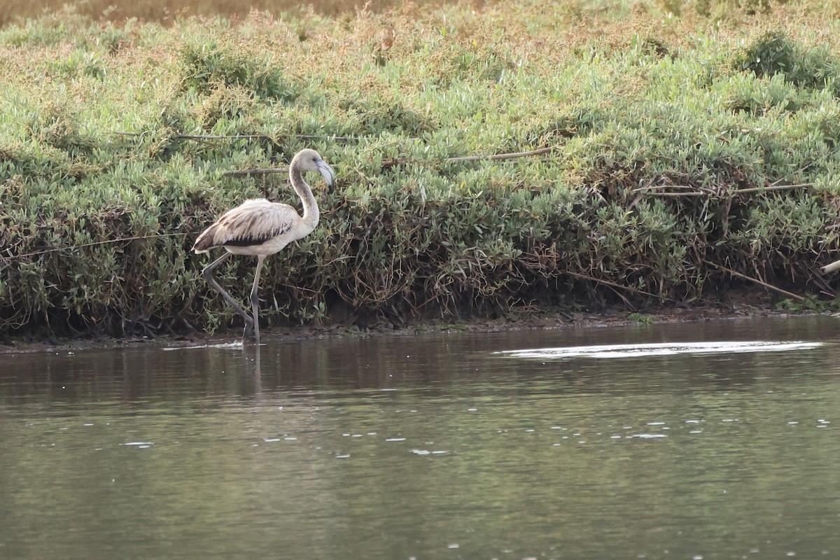 Greater Flamingo - ML644655475