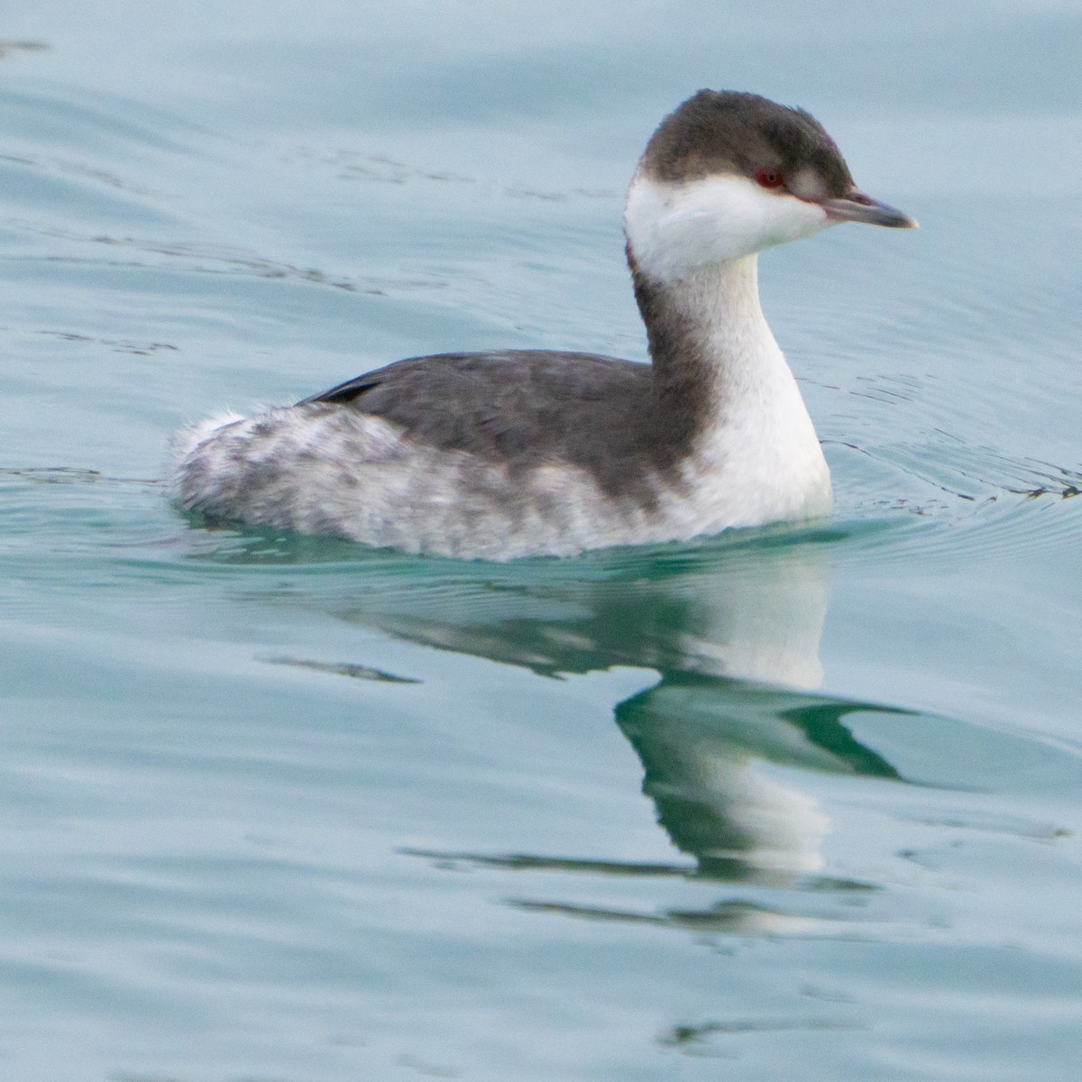 Пірникоза червоношия - ML644655476