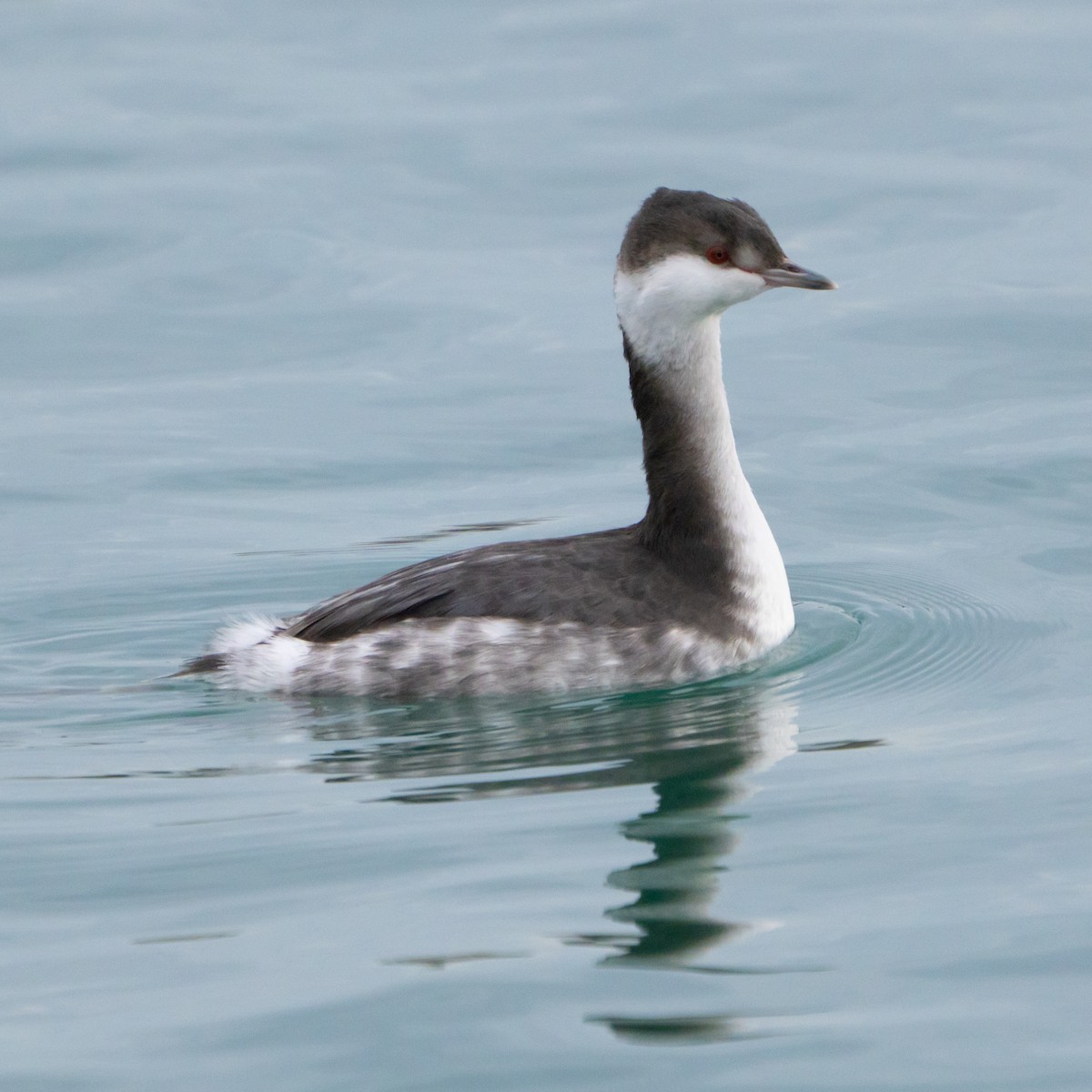 Пірникоза червоношия - ML644655477