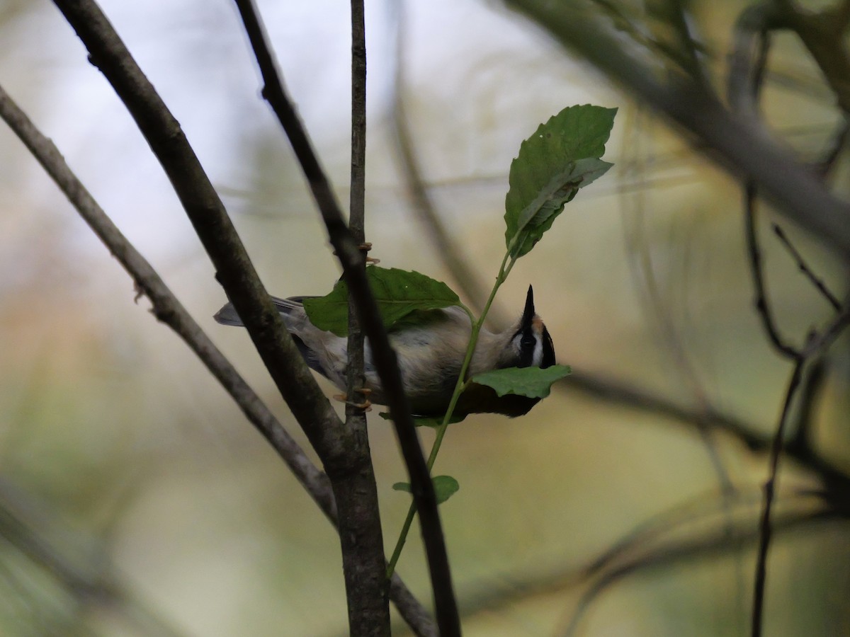 Common Firecrest - ML644655478