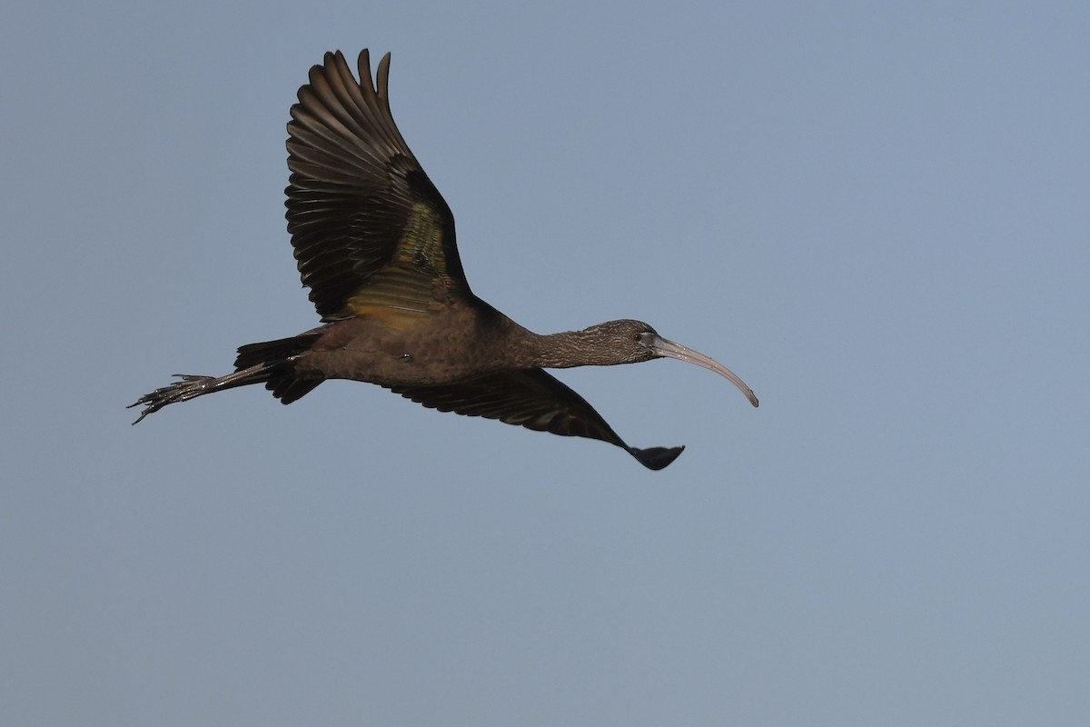 Glossy Ibis - ML644655482