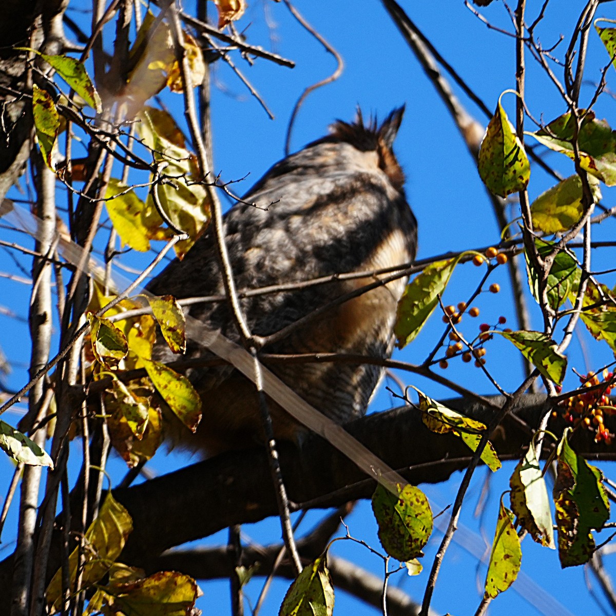 Great Horned Owl - ML644655483