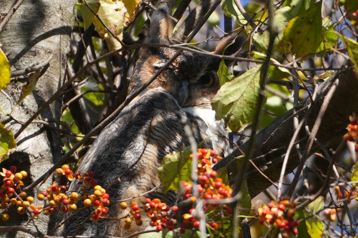 Great Horned Owl - ML644655484