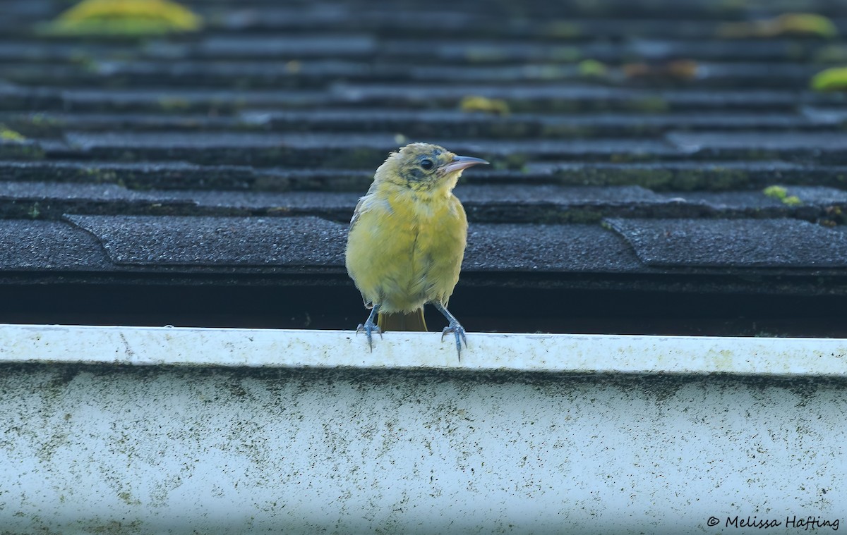Hooded Oriole - ML644655485