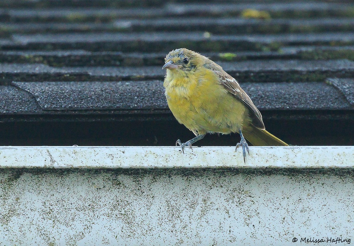 Hooded Oriole - ML644655486