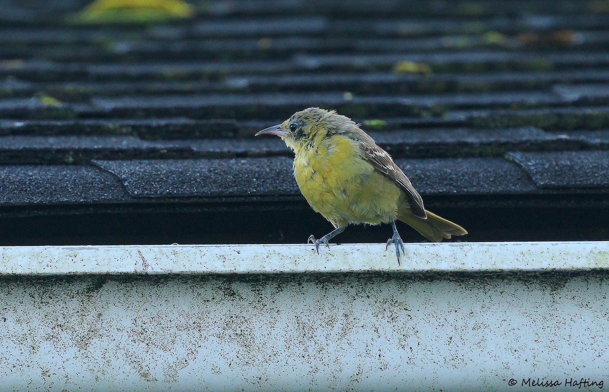 Hooded Oriole - ML644655487