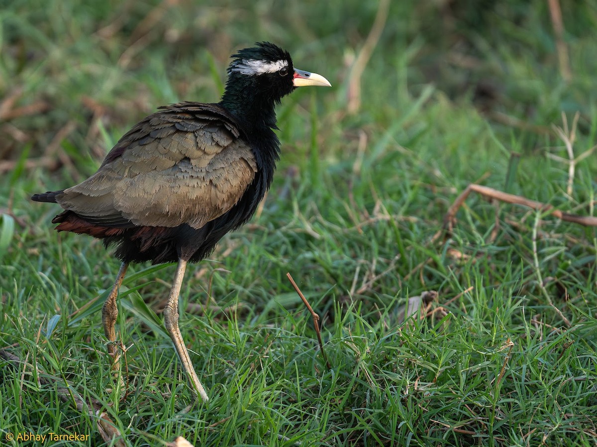 Бронзовокрылая якана - ML644655489