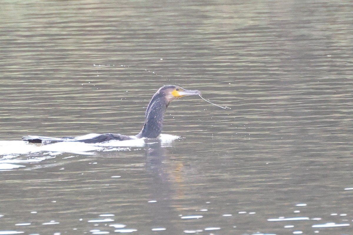 Great Cormorant - ML644655490