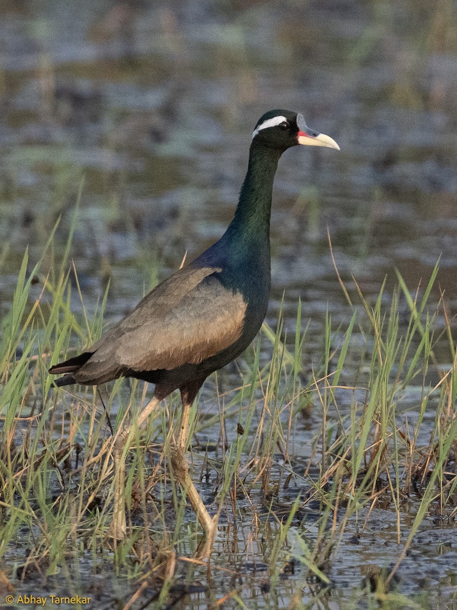 Бронзовокрылая якана - ML644655491