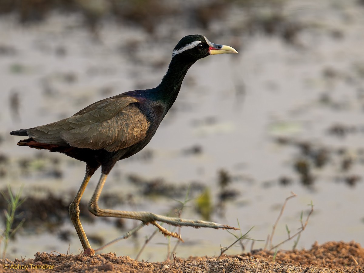 Бронзовокрылая якана - ML644655493