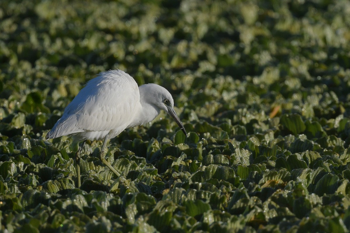 Little Blue Heron - ML644655494
