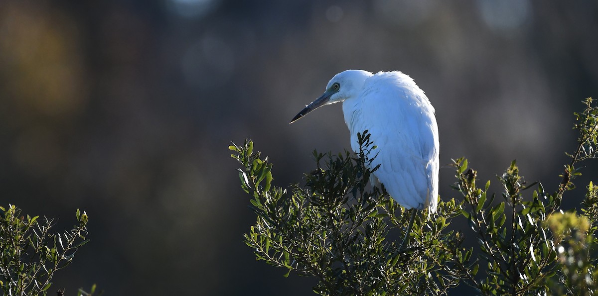 Little Blue Heron - ML644655495