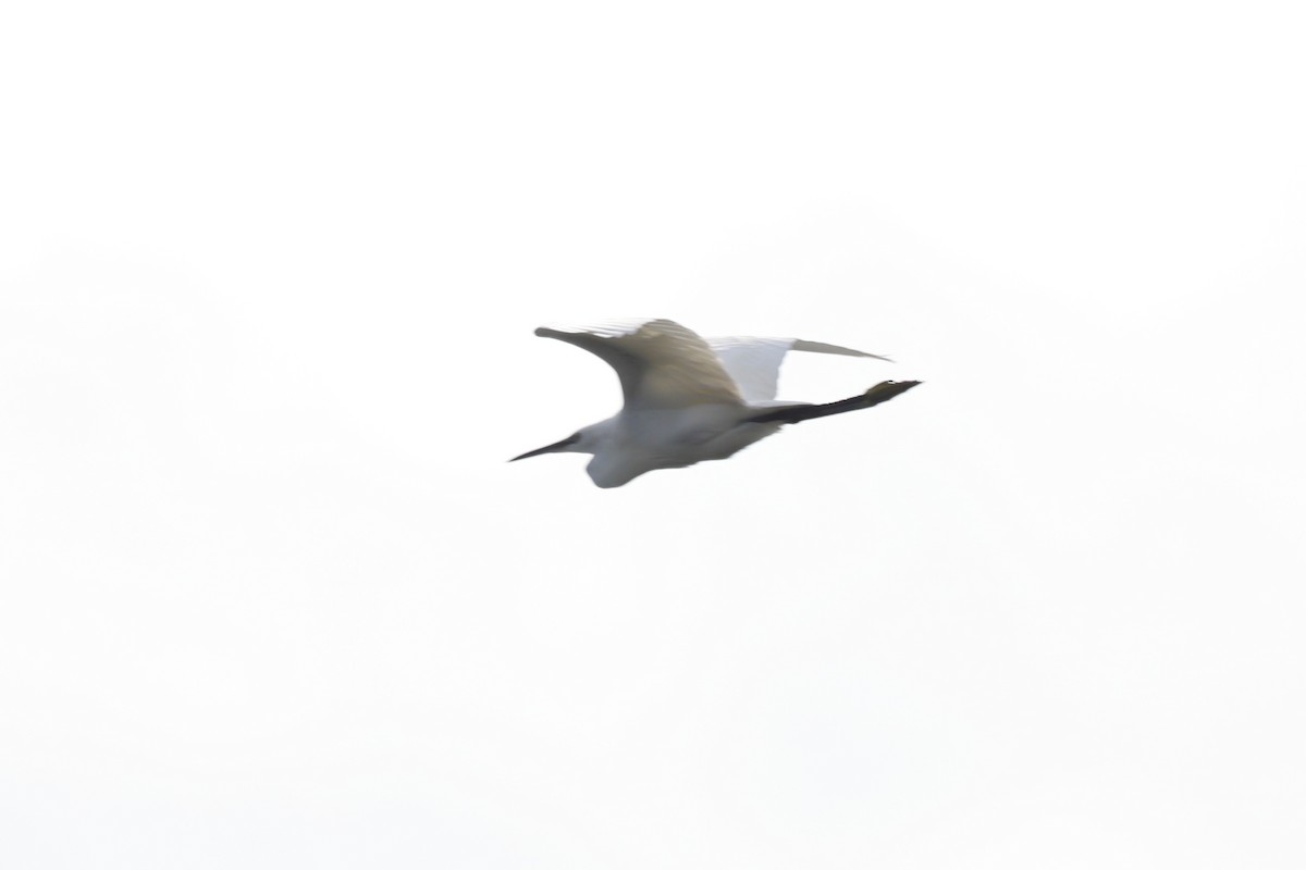 Little Egret - ML644655496