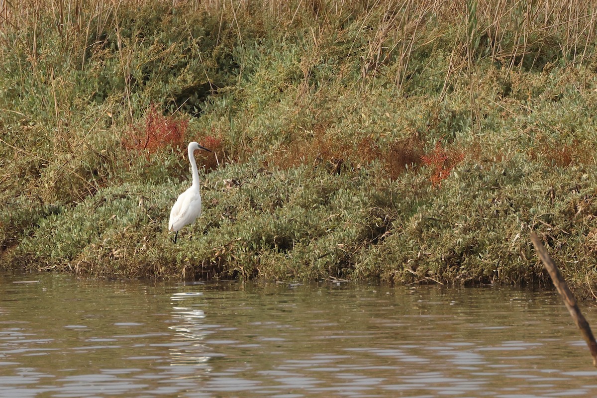 Little Egret - ML644655497