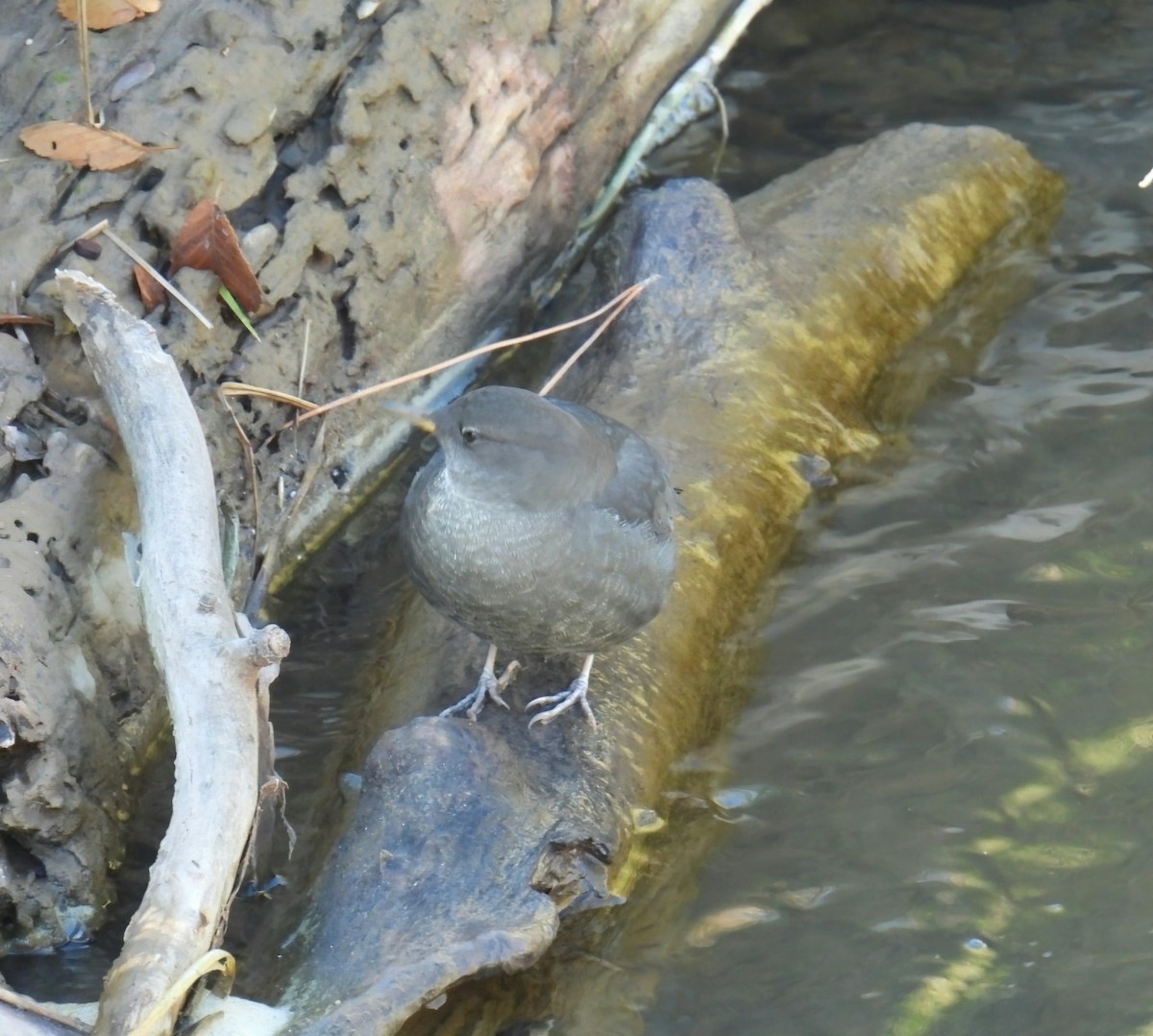 Mirlo Acuático Norteamericano - ML644655498