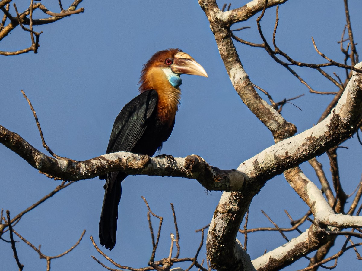 Sumba Hornbill - ML644655504