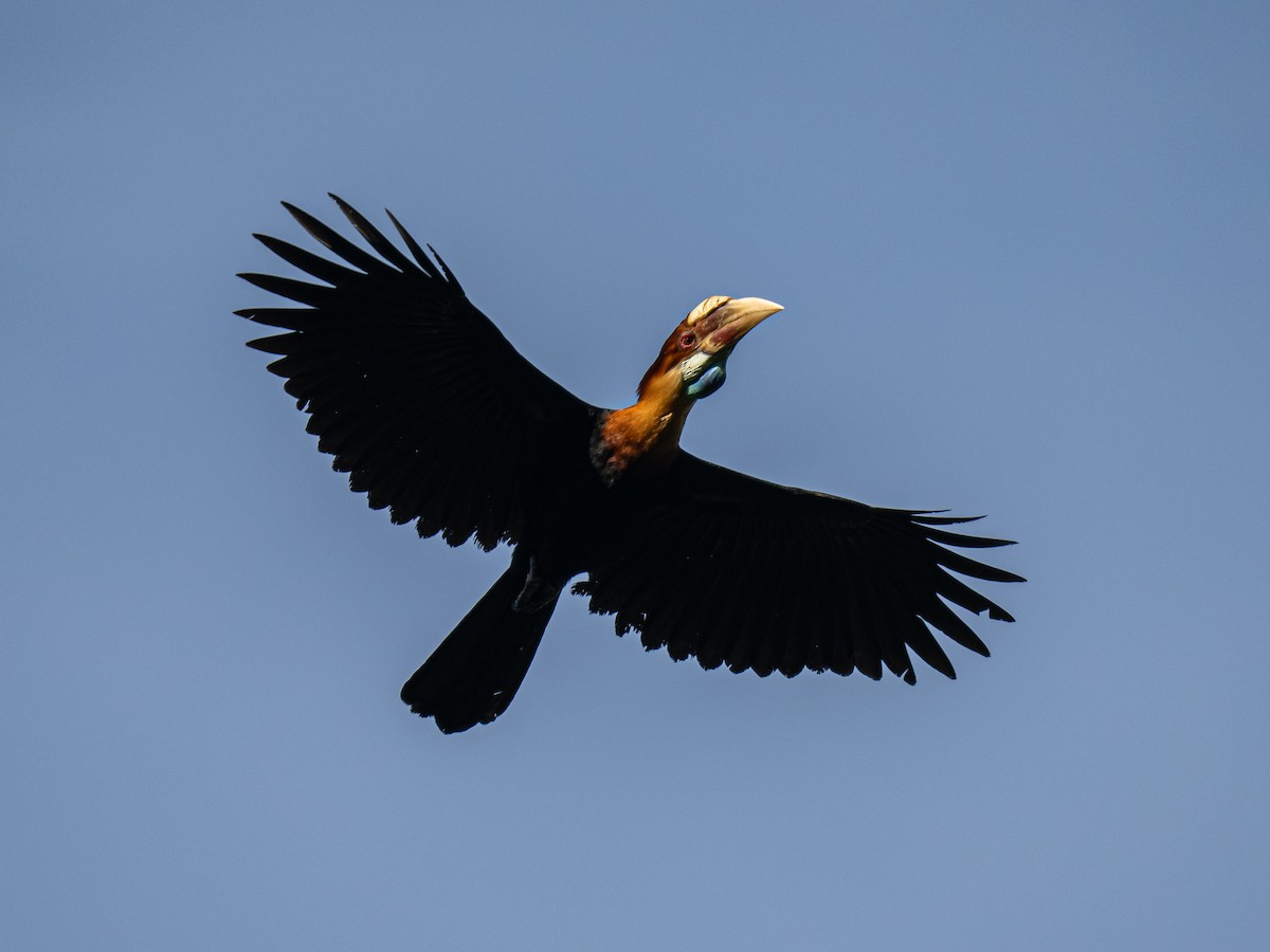 Sumba Hornbill - ML644655505