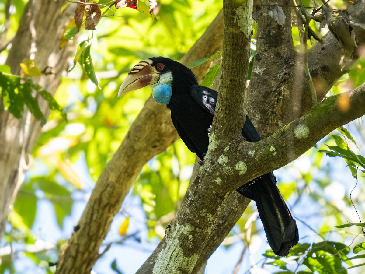 Sumba Hornbill - ML644655506