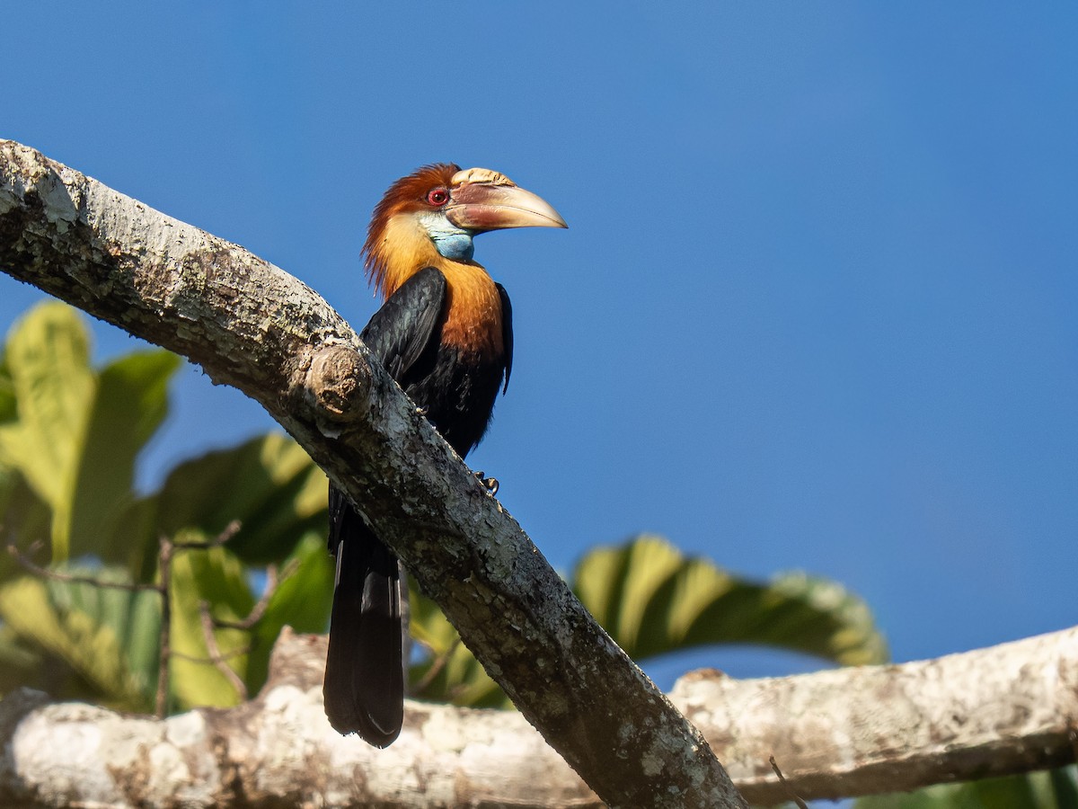 Sumba Hornbill - ML644655507