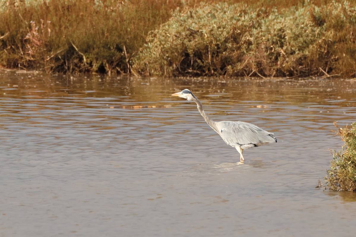 Gray Heron - ML644655510
