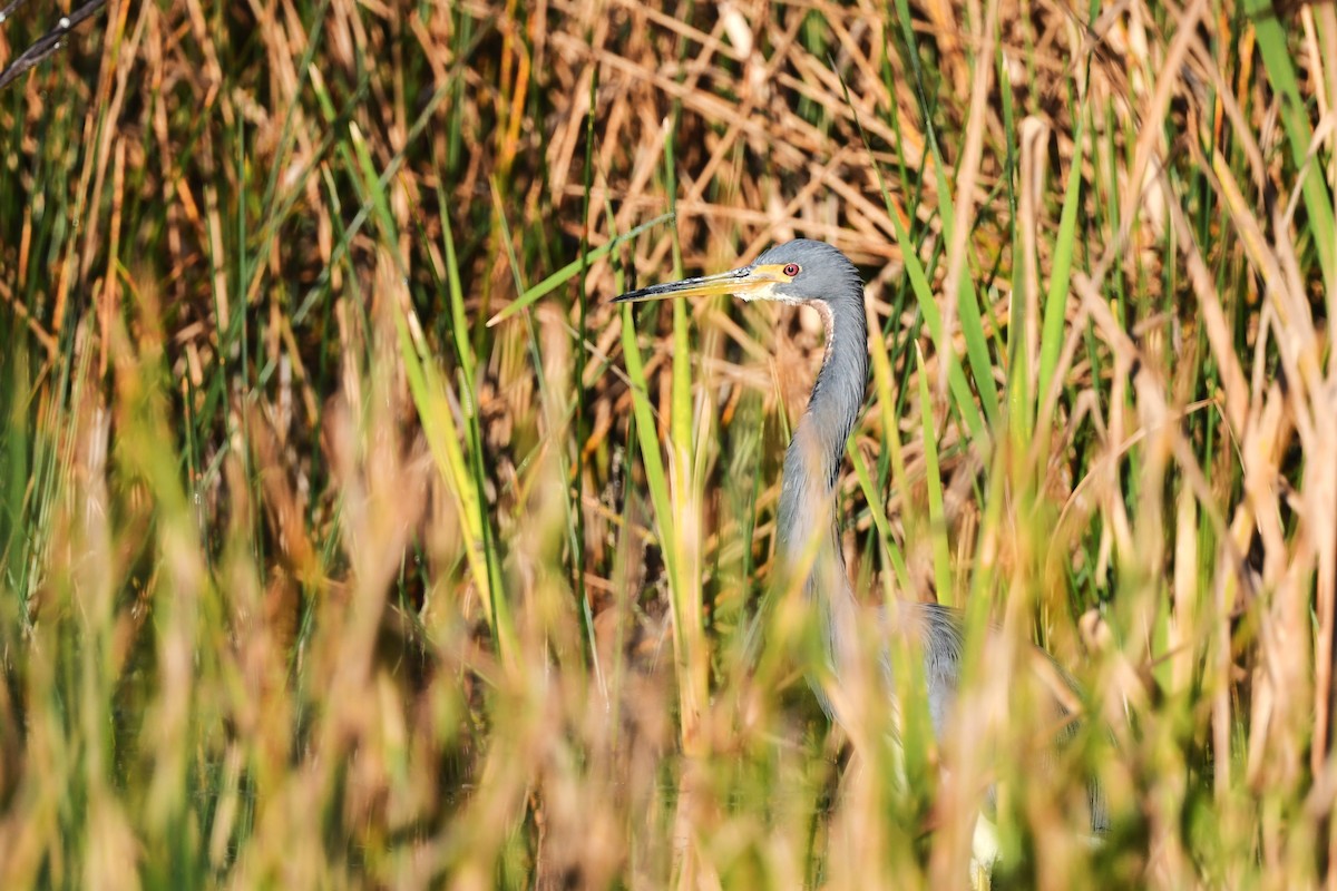 Tricolored Heron - ML644655511