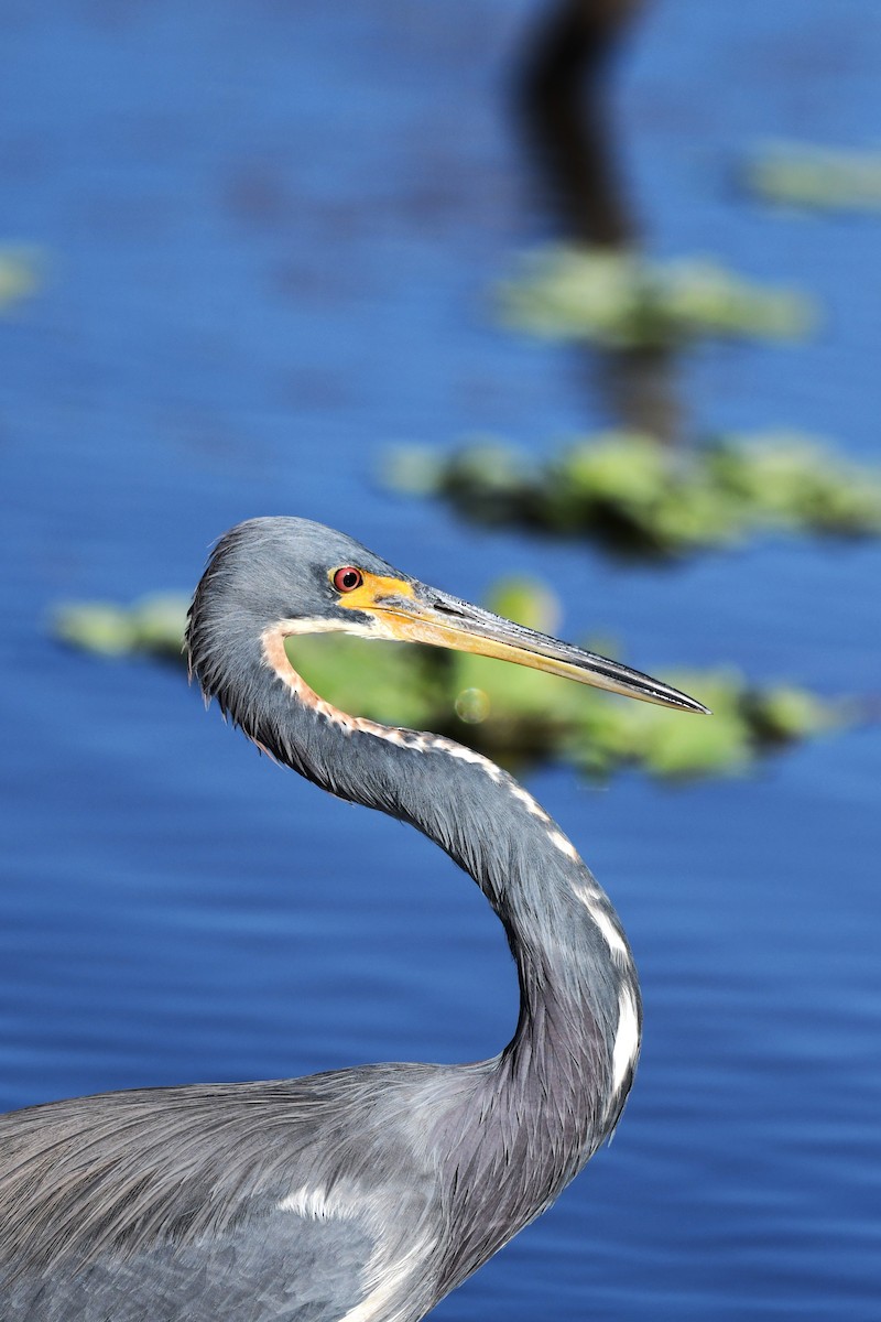 Tricolored Heron - ML644655512