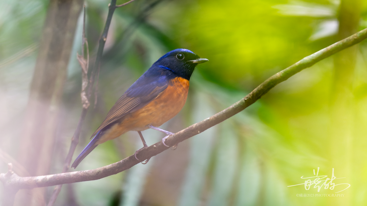 Fujian Niltava - ML644655516