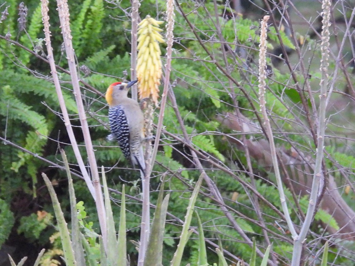 Hoffmann's Woodpecker - ML644655517