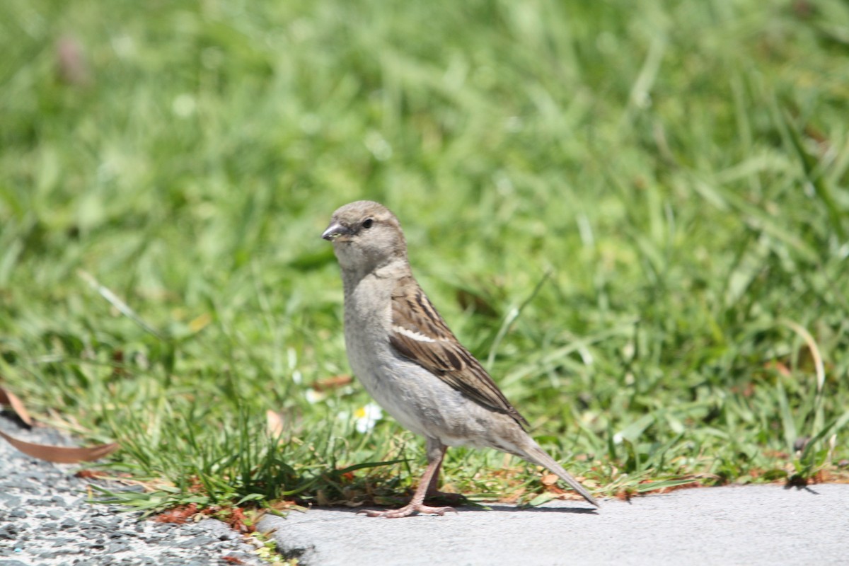 Оронгийн бор шувуу - ML644655518