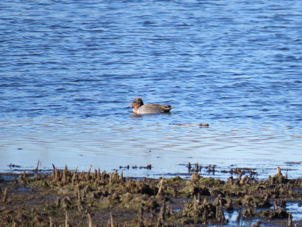 Zertzeta arrunta - ML644655521