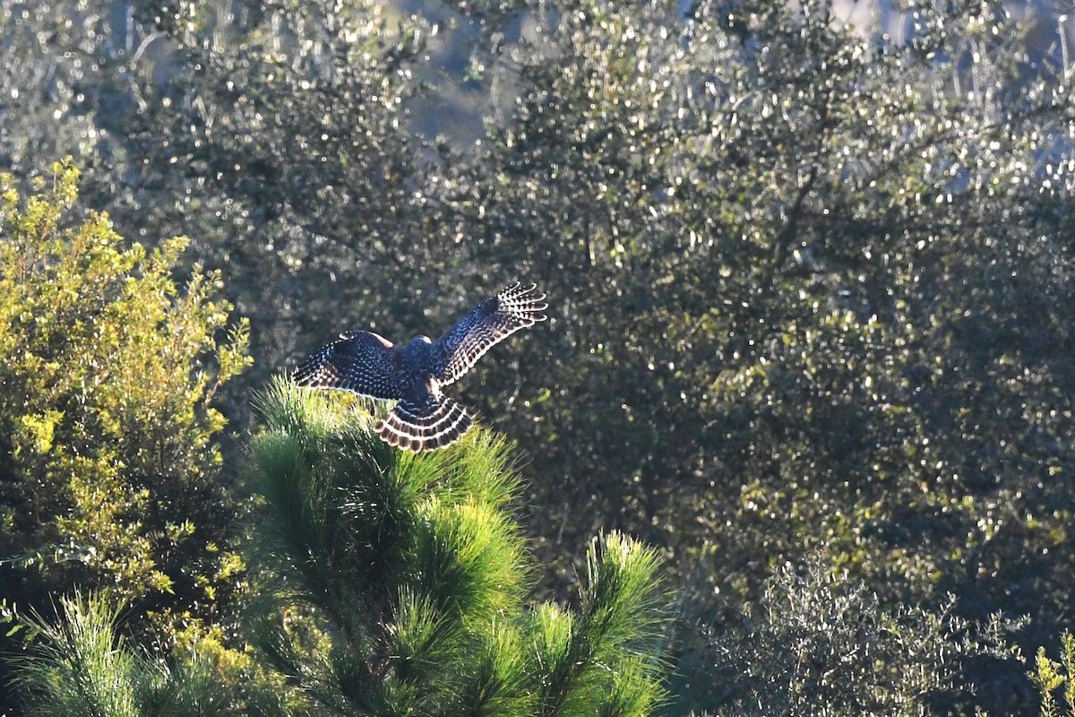 Red-shouldered Hawk - ML644655522