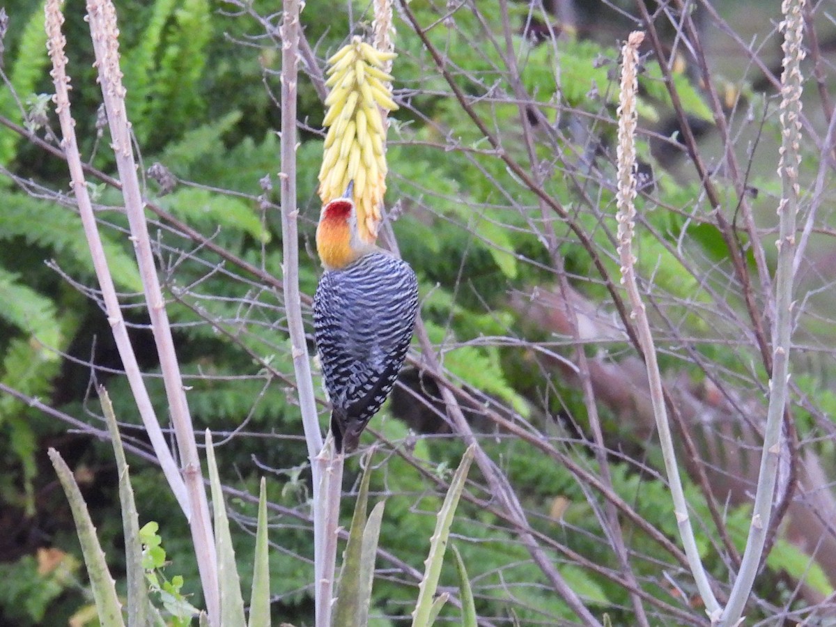 Hoffmann's Woodpecker - ML644655523