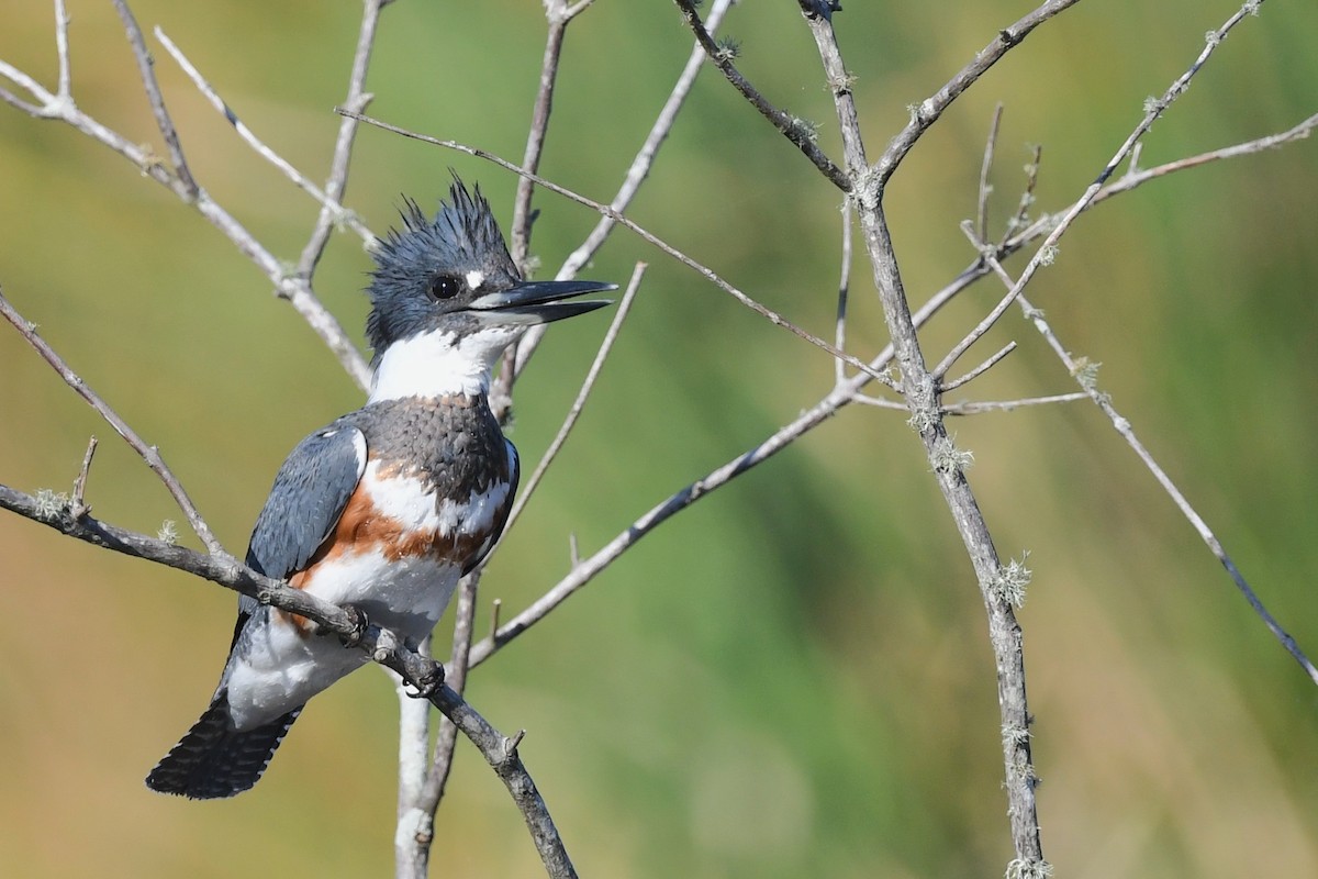 Belted Kingfisher - ML644655528