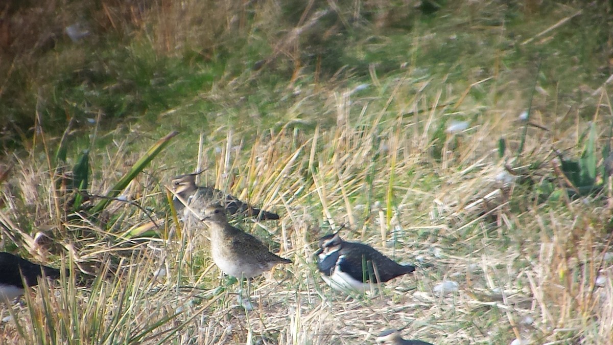 kulík zlatý - ML644655533