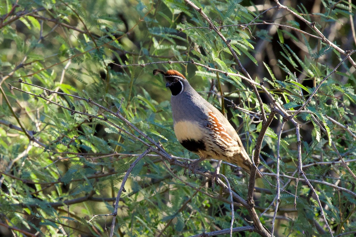 Helmwachtel - ML644655535