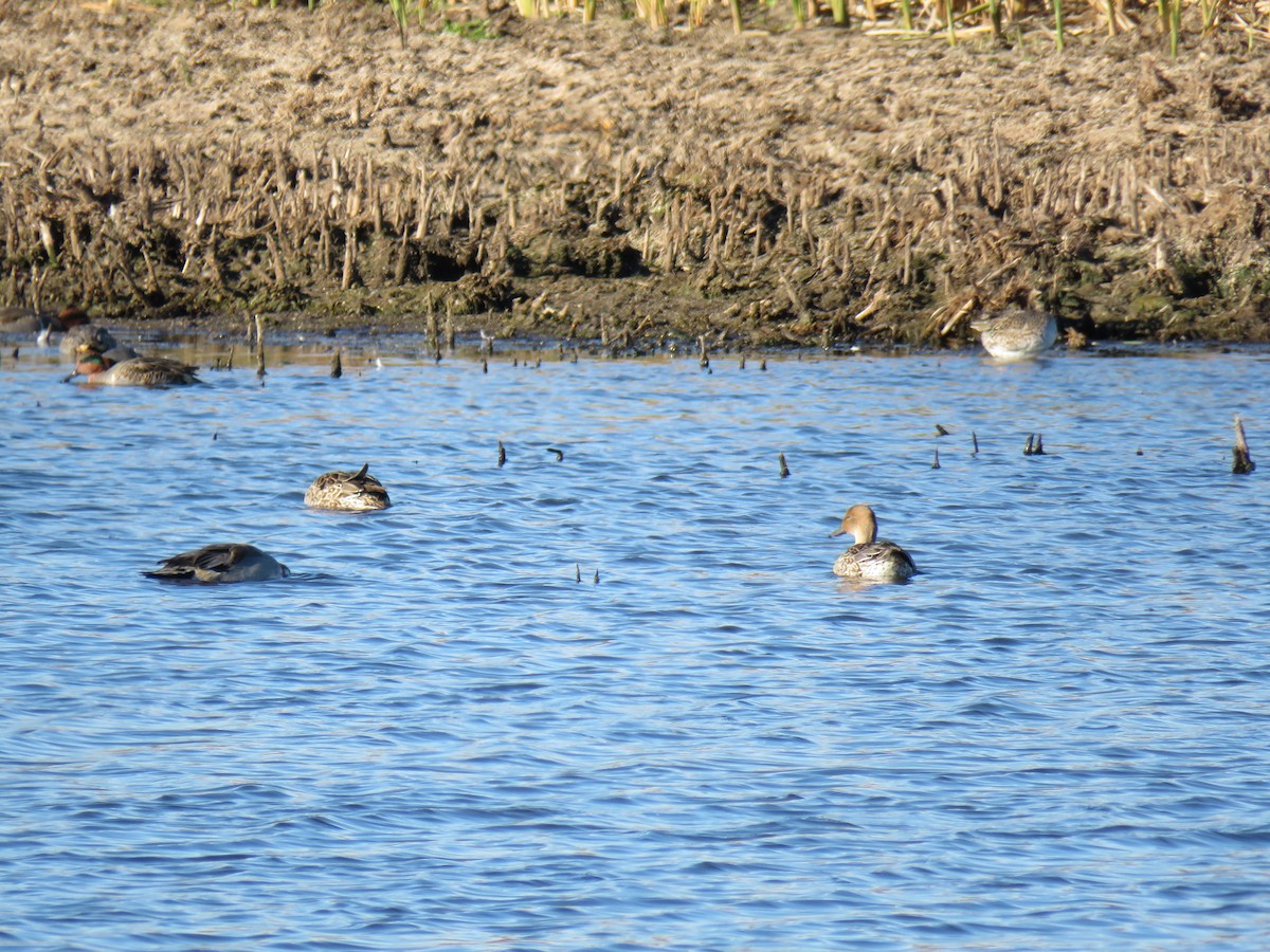 Шилохвость - ML644655540