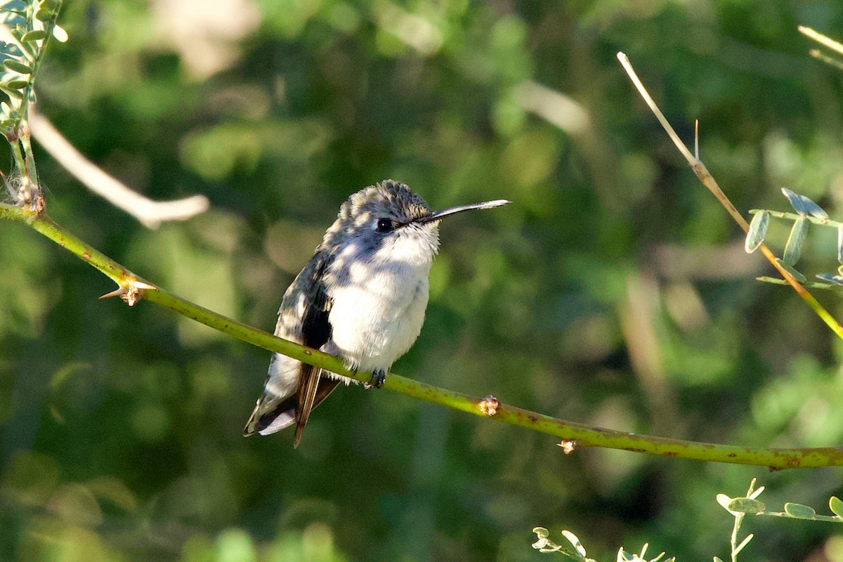 Veilchenkopfelfe - ML644655543