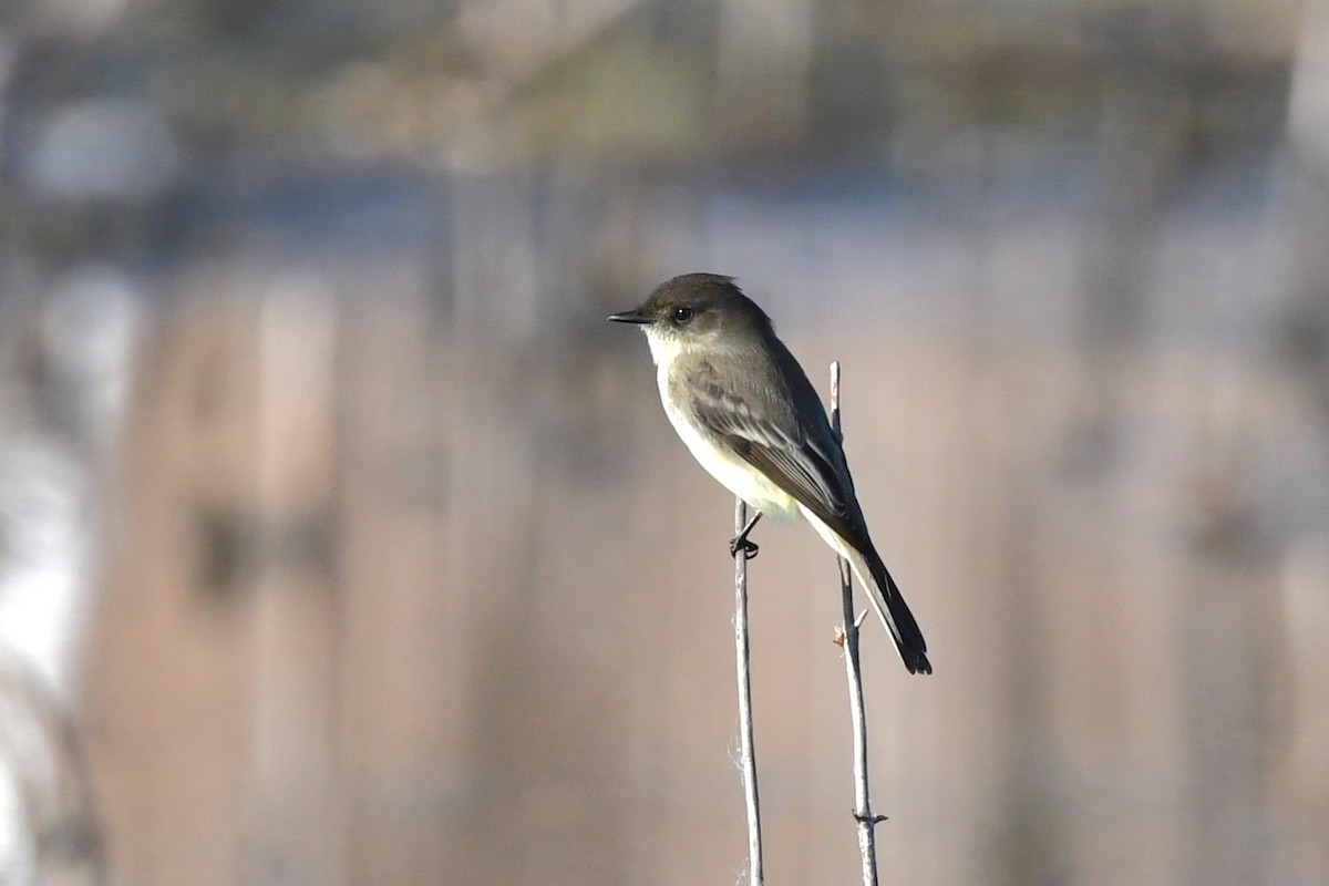 Eastern Phoebe - ML644655546
