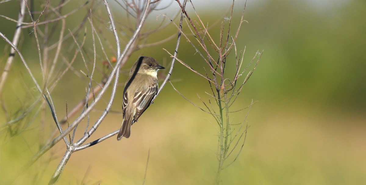 Eastern Phoebe - ML644655547
