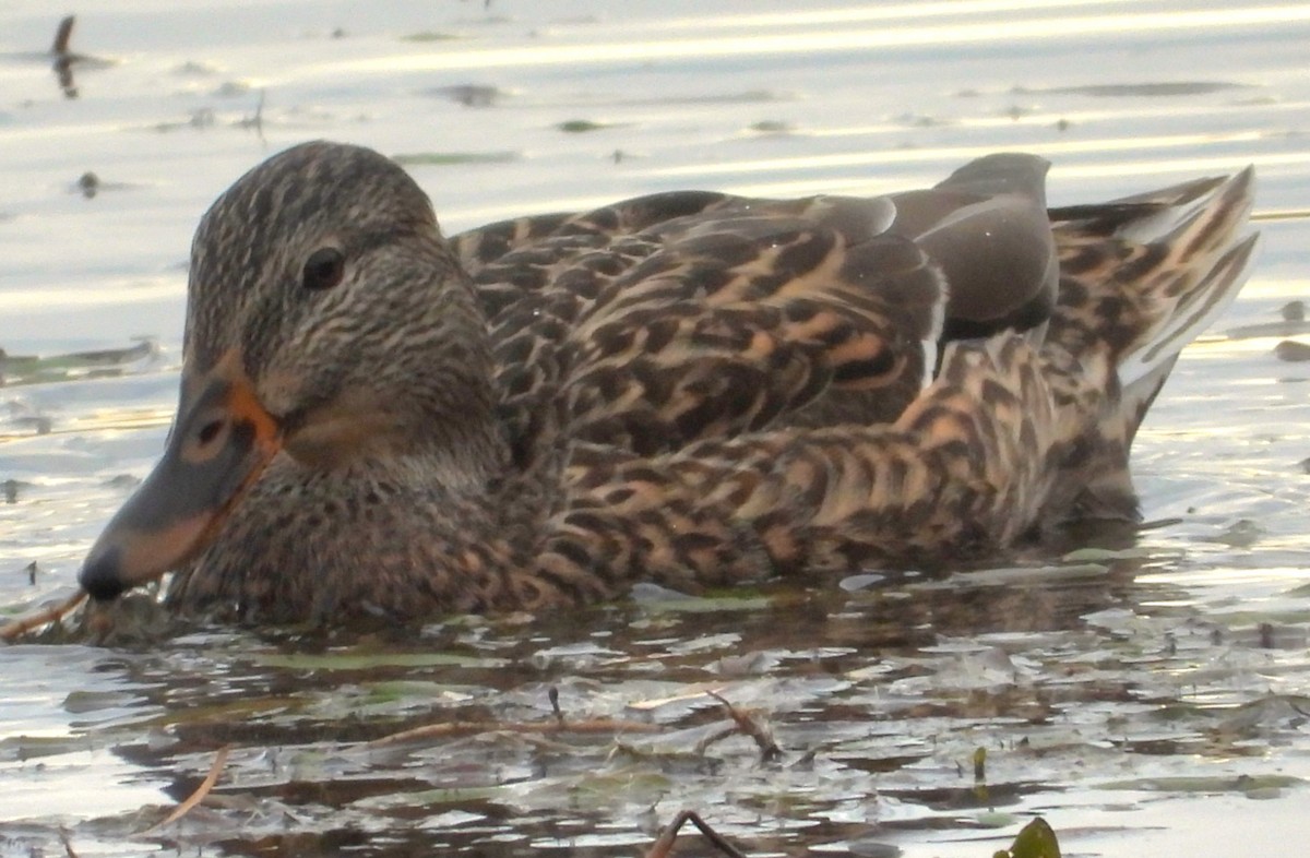 Зэрлэг нугас - ML644655548