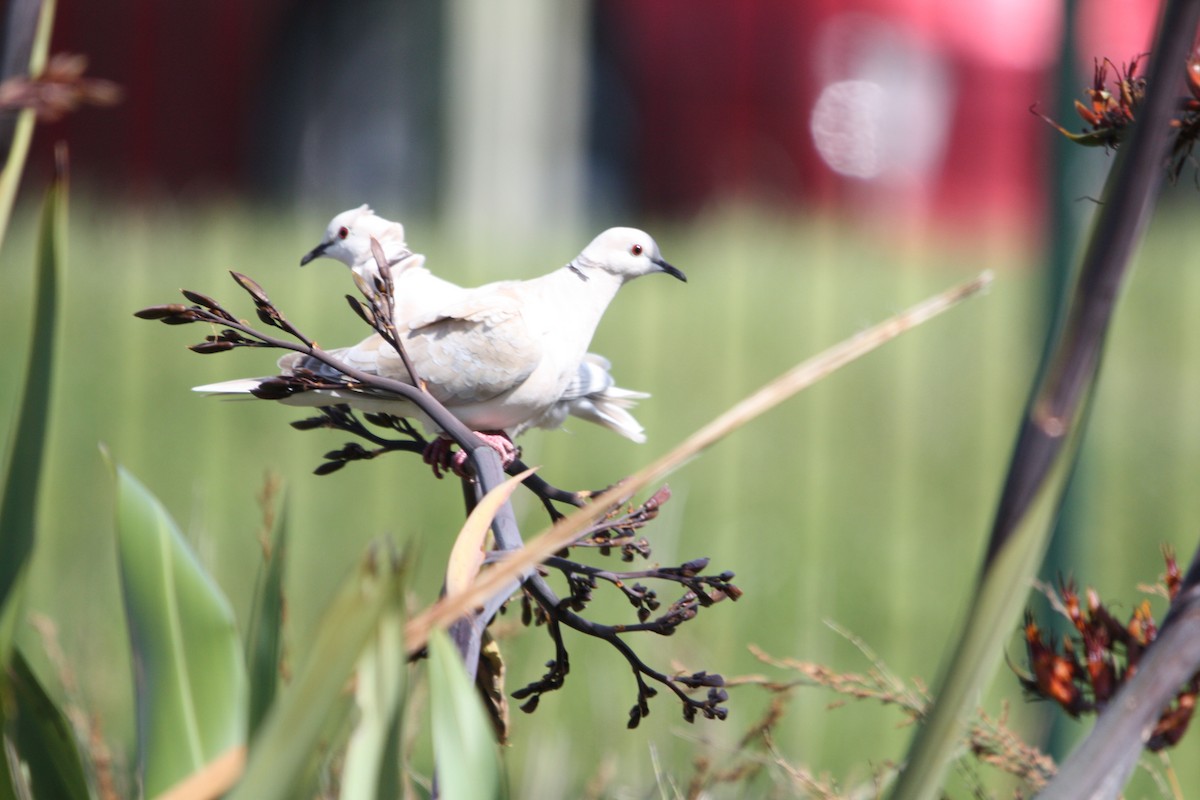 African Collared-Dove - ML644655554