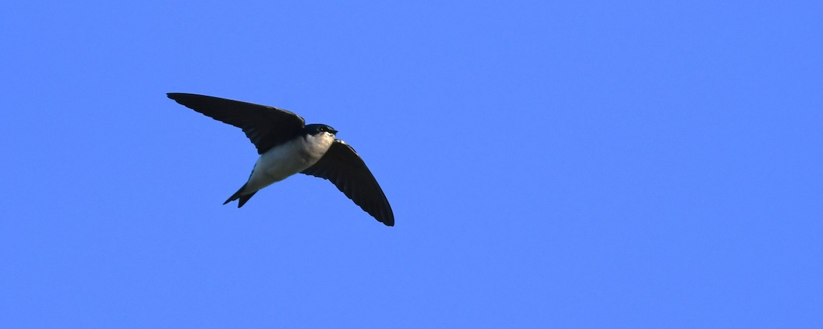 Tree Swallow - ML644655557