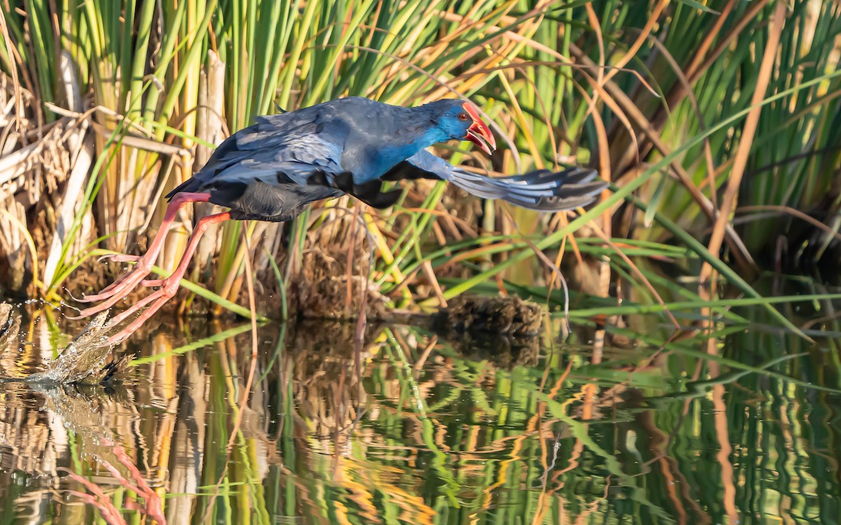 slípka modrá - ML644655558