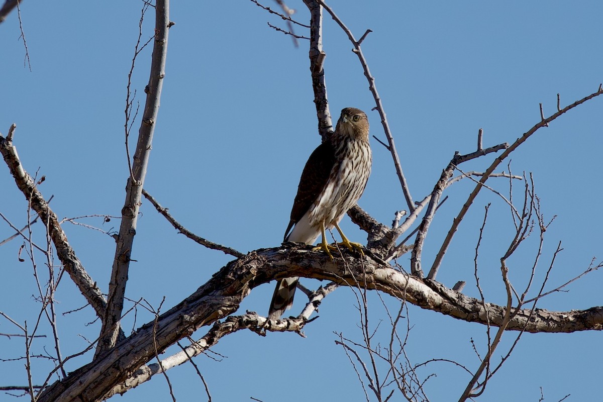 Rundschwanzhabicht - ML644655559