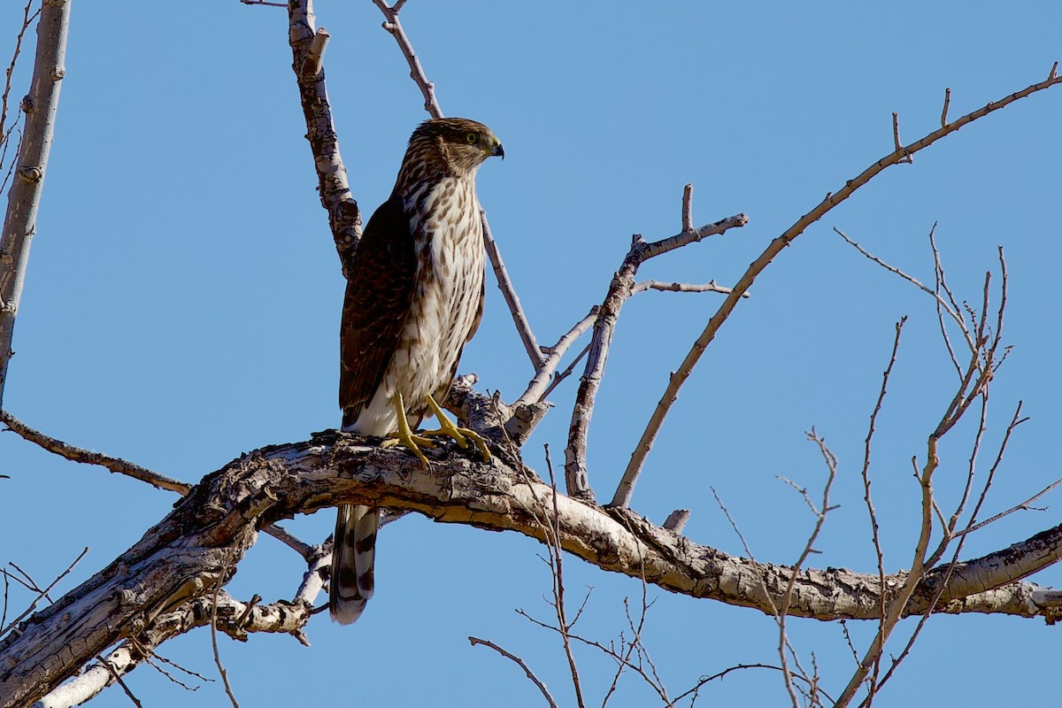 Rundschwanzhabicht - ML644655560