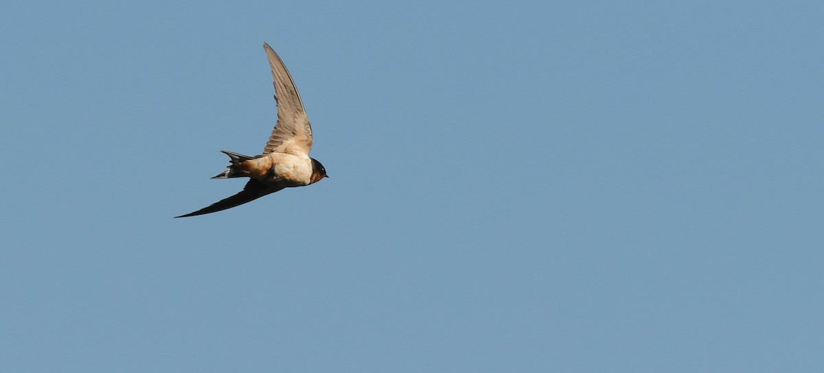 Barn Swallow - ML644655564