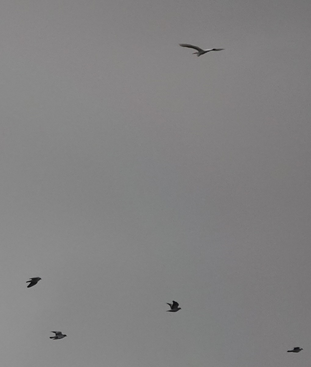 Stock Dove - ML644655565