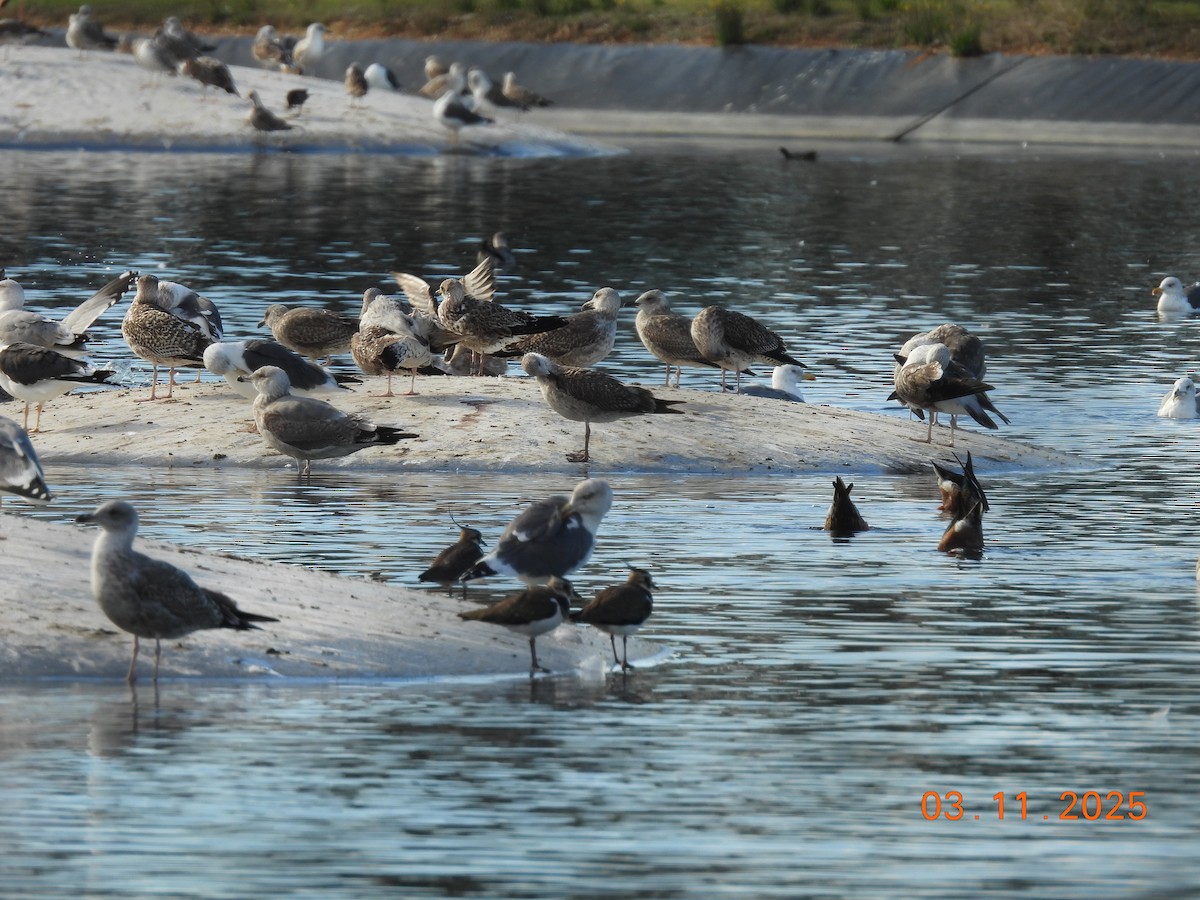 Northern Lapwing - ML644655566